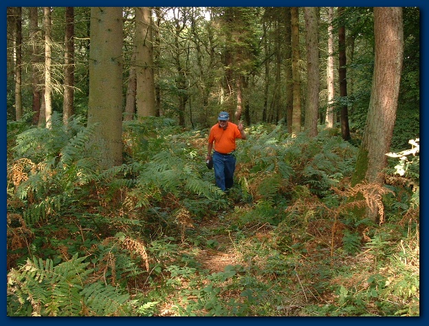 600x449 pixels (202K)